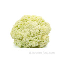 Jakość Delicious Frozen Cauliflower